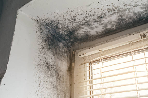 Trusted Mold Inspection service in Hazlet, NJ - Cheap Mold Removal